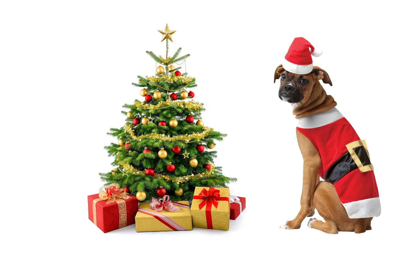 Фото обои настроение, праздник, собака, подарки, ёлочка, костюмчик, год Собаки