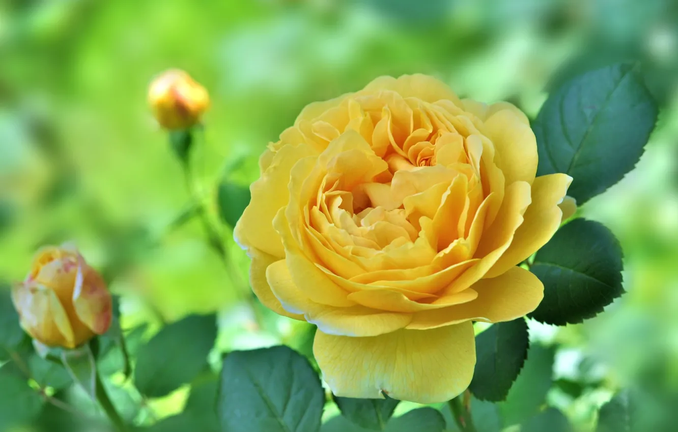 Фото обои фон, роза, бутоны, жёлтая роза