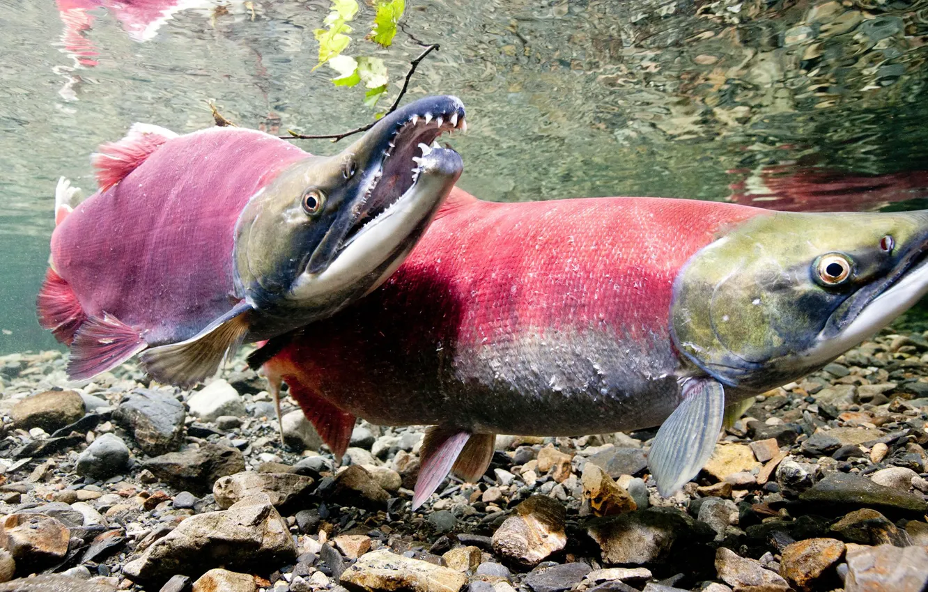 Фото обои Рыбы, Oncorhynchus nerka, Лососевые, Sockeye (Red) Salmon
