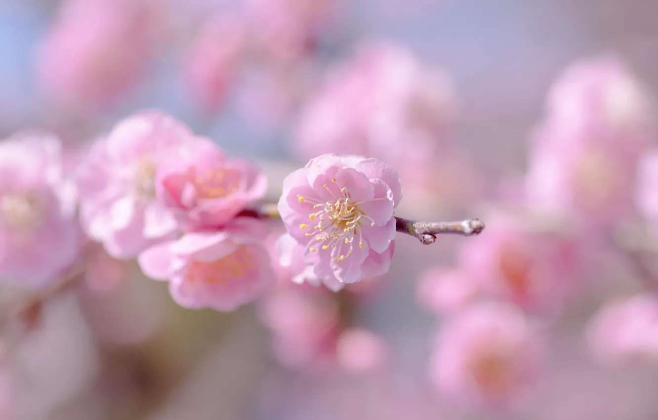 Фото обои цветок, небо, макро, цветы, веточка, розовый, нежность, фокус