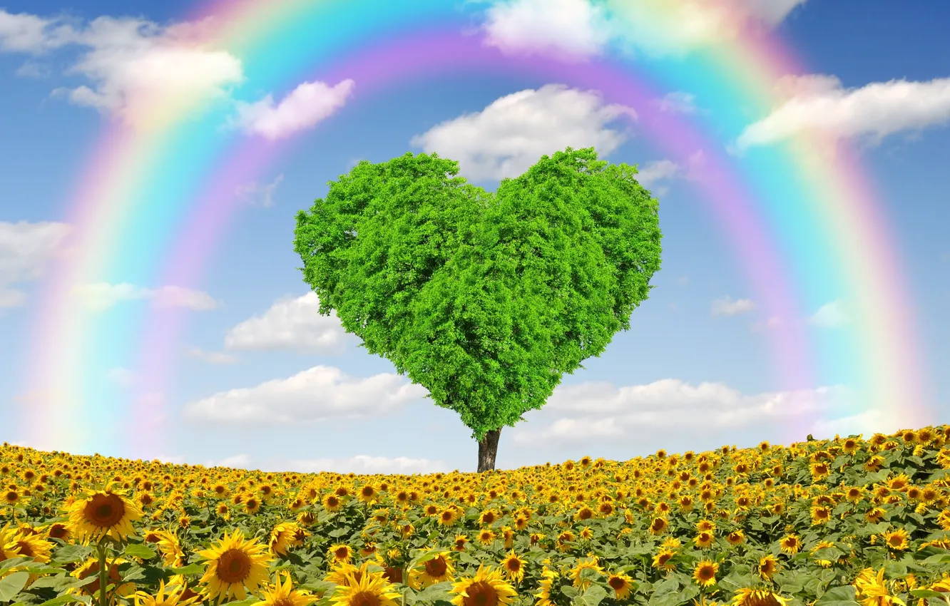 Фото обои поле, подсолнухи, дерево, сердце, весна, rainbow, love, field