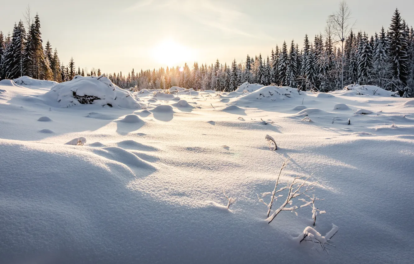 Фото обои зима, лес, небо, солнце, снег, деревья, сугробы