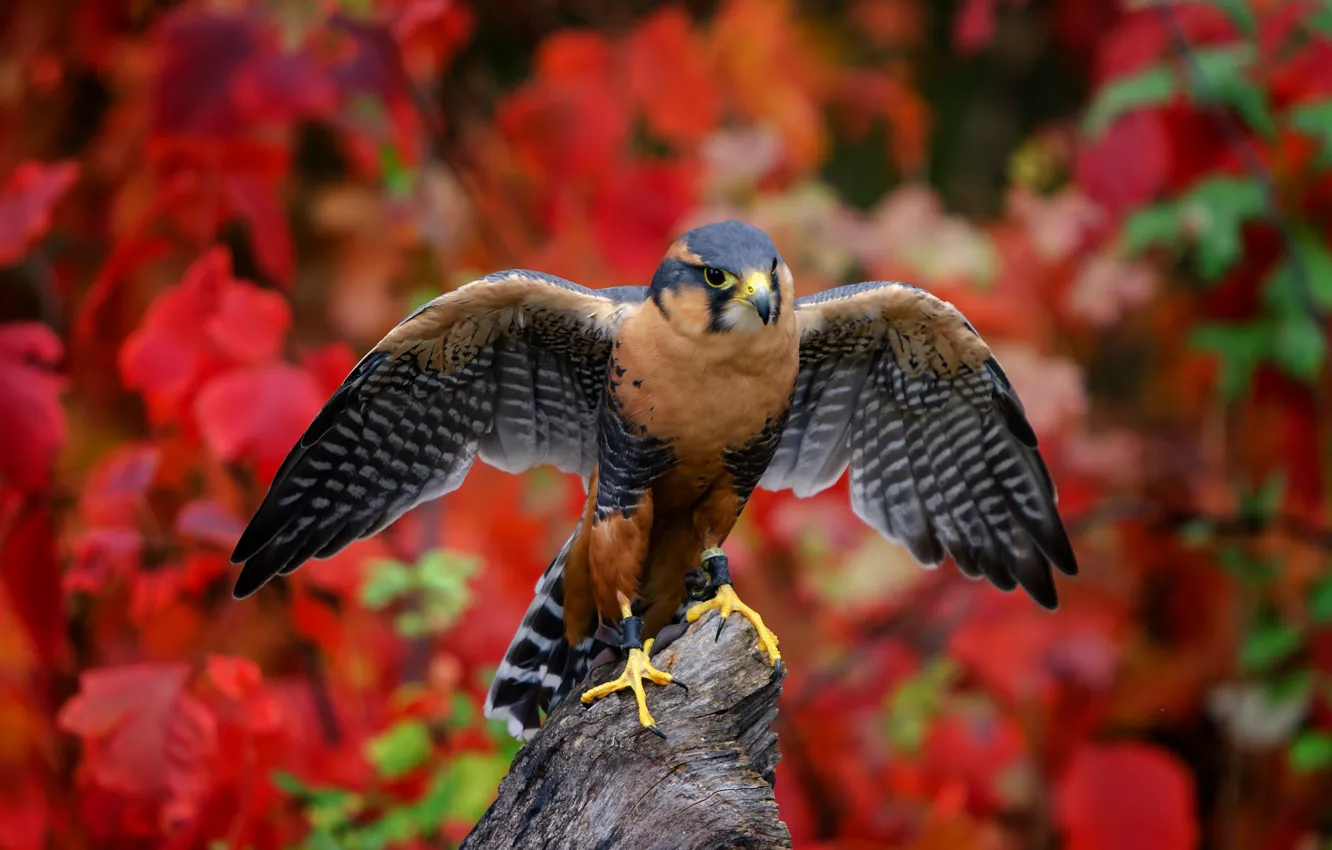 Фото обои фон, птица, крылья, Aplomado Falcon, Южно Мексиканский сокол