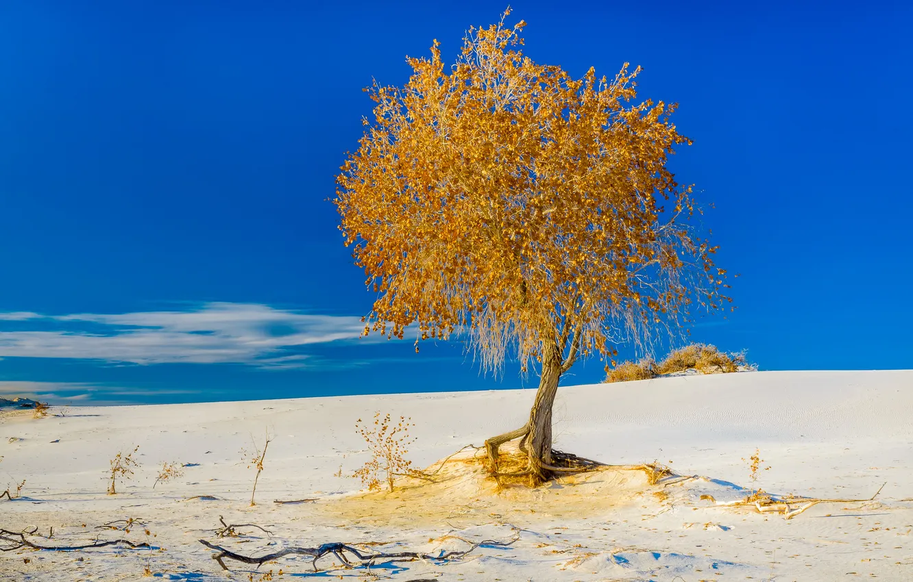 Фото обои песок, осень, небо, дерево