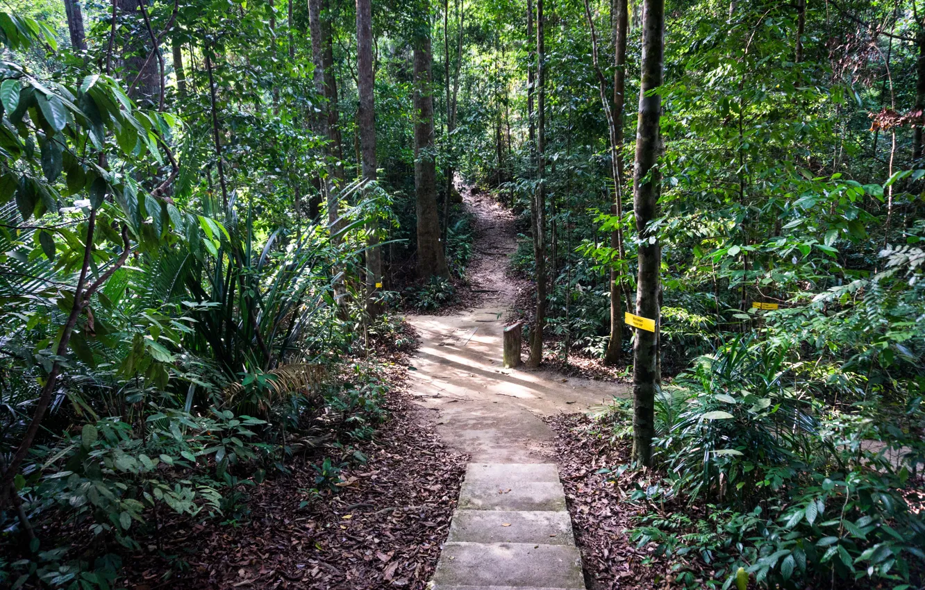 Фото обои forest, jungle, nature, walk, malaysia, relaxing, trekking