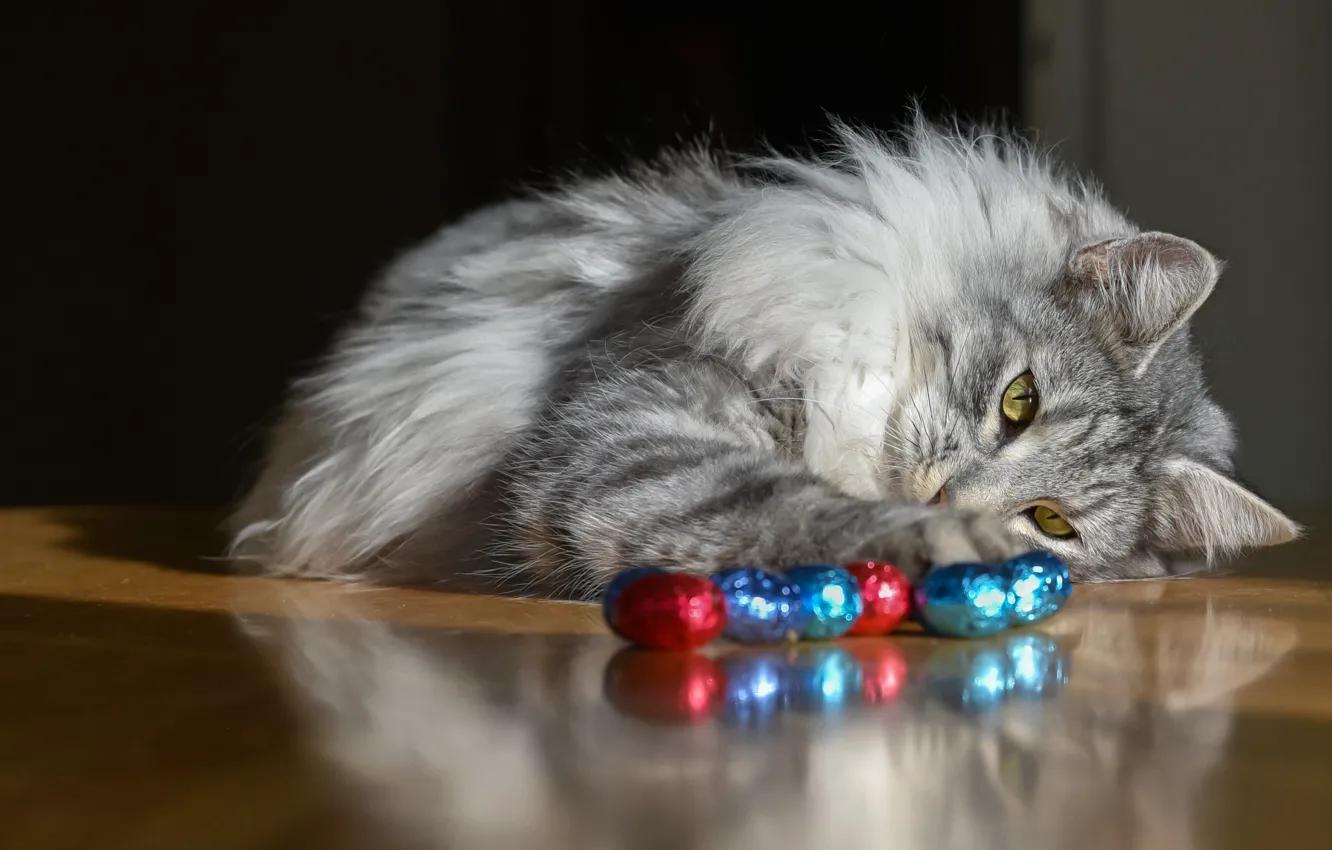 Обои кошка, кот, взгляд, серый, игра, котик, яйца, пушистый картинки на ...