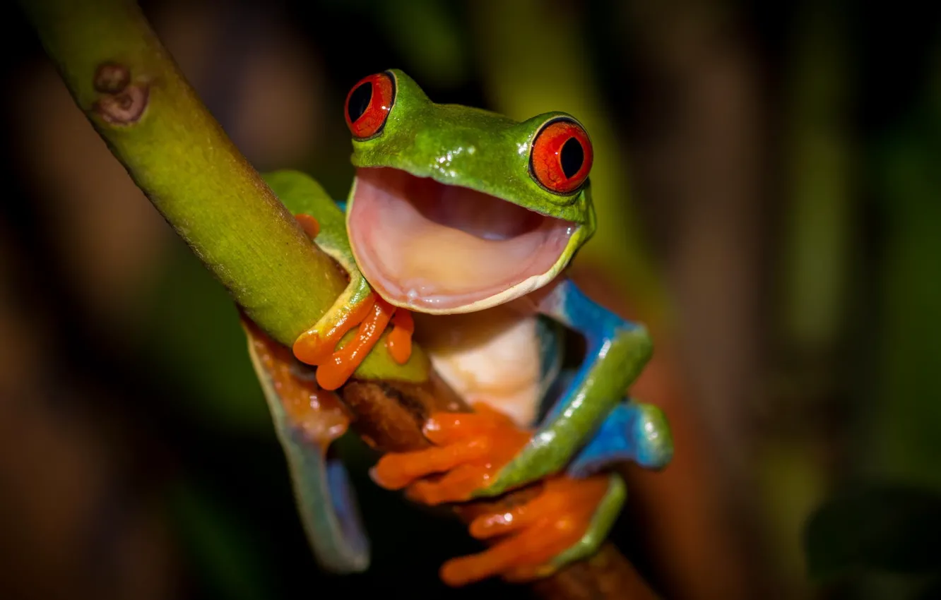 Фото обои лягушка, лапки, рот, стебель, оранжевые, зеленая, красные глаза, разноцветная