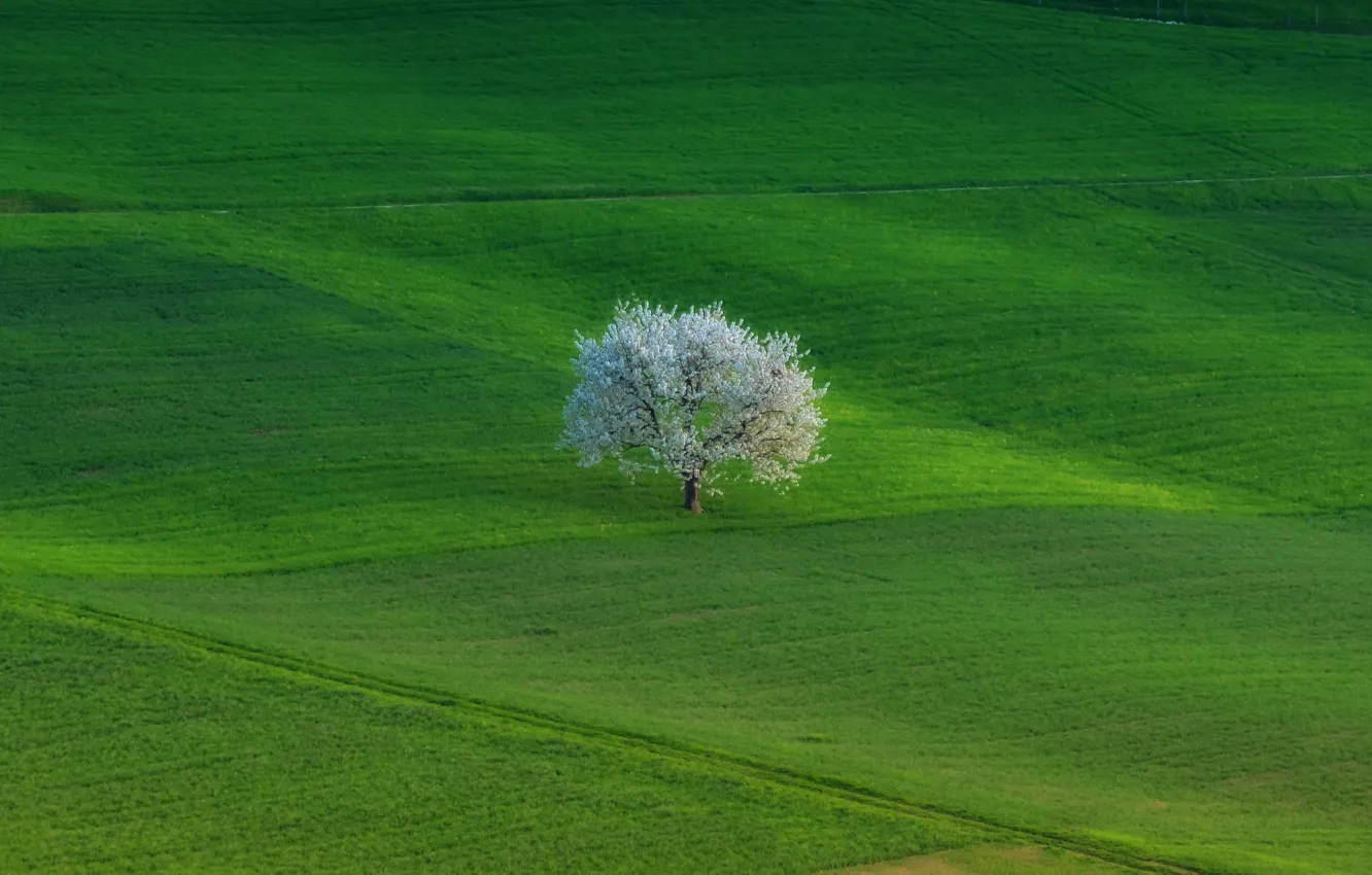 Фото обои поле, природа, дерево