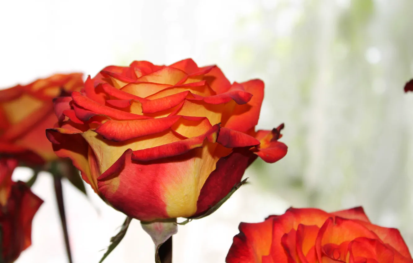 Фото обои цветок, оранжевый, роза
