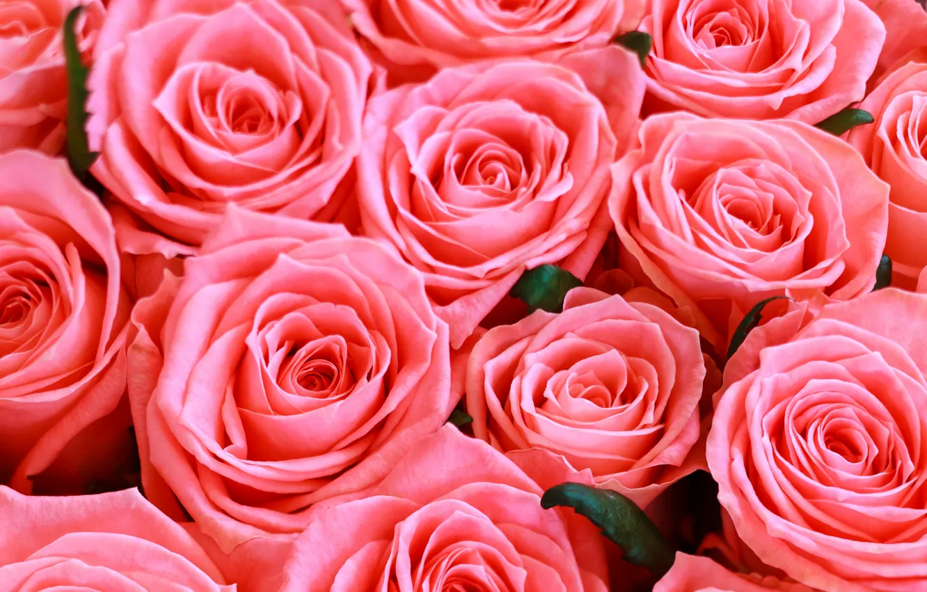 Фото обои цветы, розы, розовые, @id.food