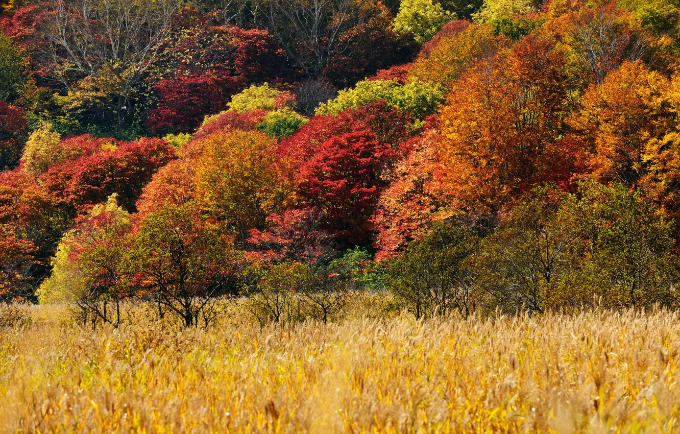 Фото обои осень, трава, деревья, склон