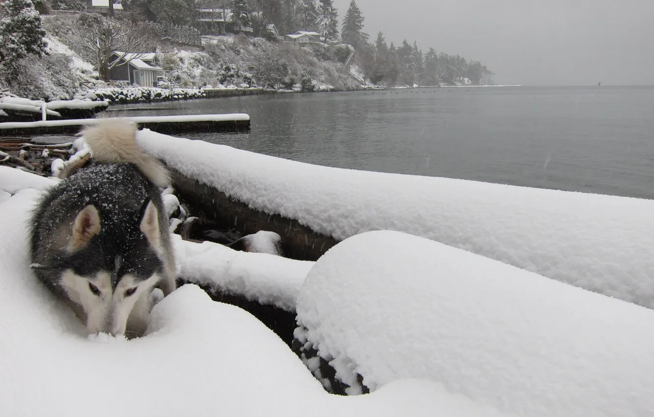 Фото обои зима, река, собака, лайка