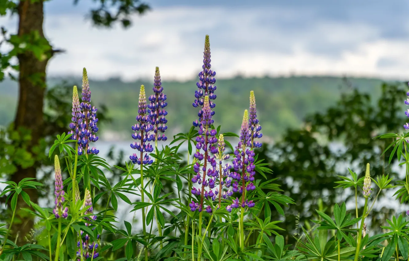 Фото обои зелень, лето, небо, листья, деревья, цветы, природа, берег