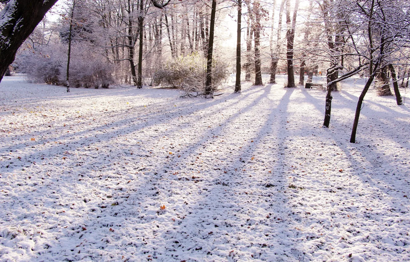 Фото обои forest, park, winter, snow