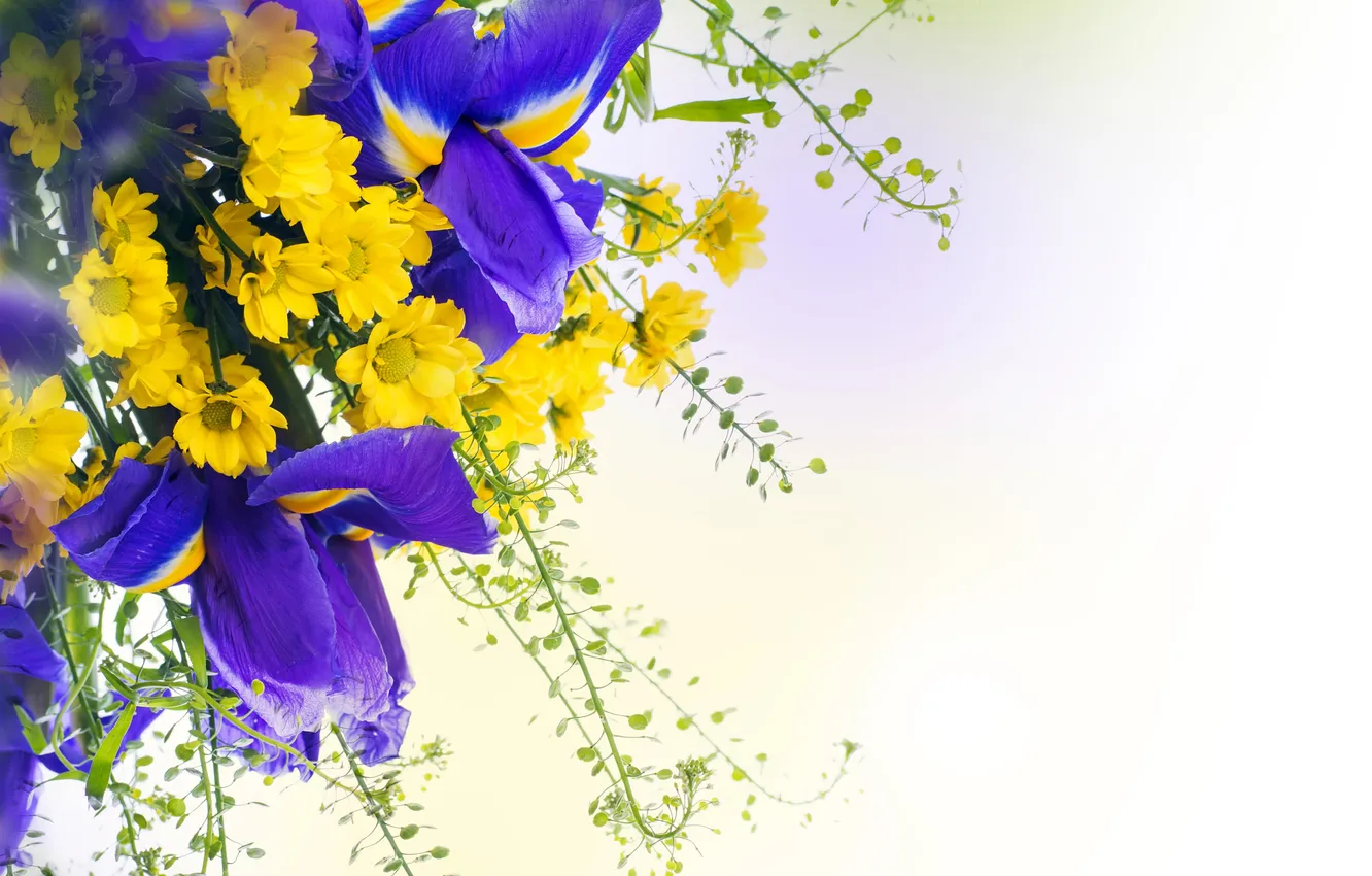 Фото обои цветы, ирисы, хризантемы