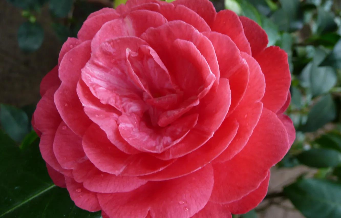 Фото обои flower, hana, by ho4hoj, camelia