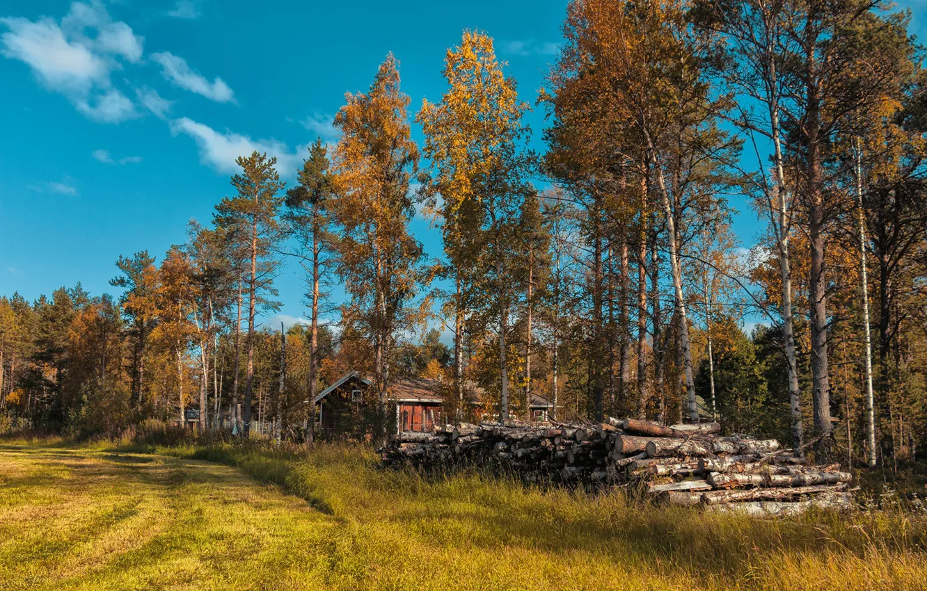 Фото обои осень, лес, трава, солнце, деревья, поляна, домики, брёвна