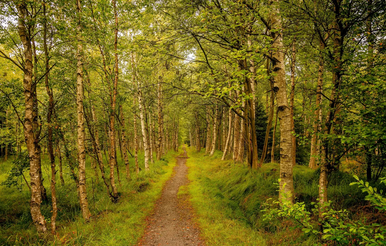 Фото обои дорога, зелень, лес, трава, деревья, ветки, парк, аллея