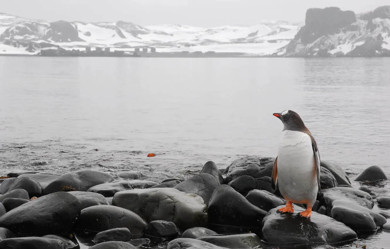 Фото обои холод, море, камни, горизонт, пингвин