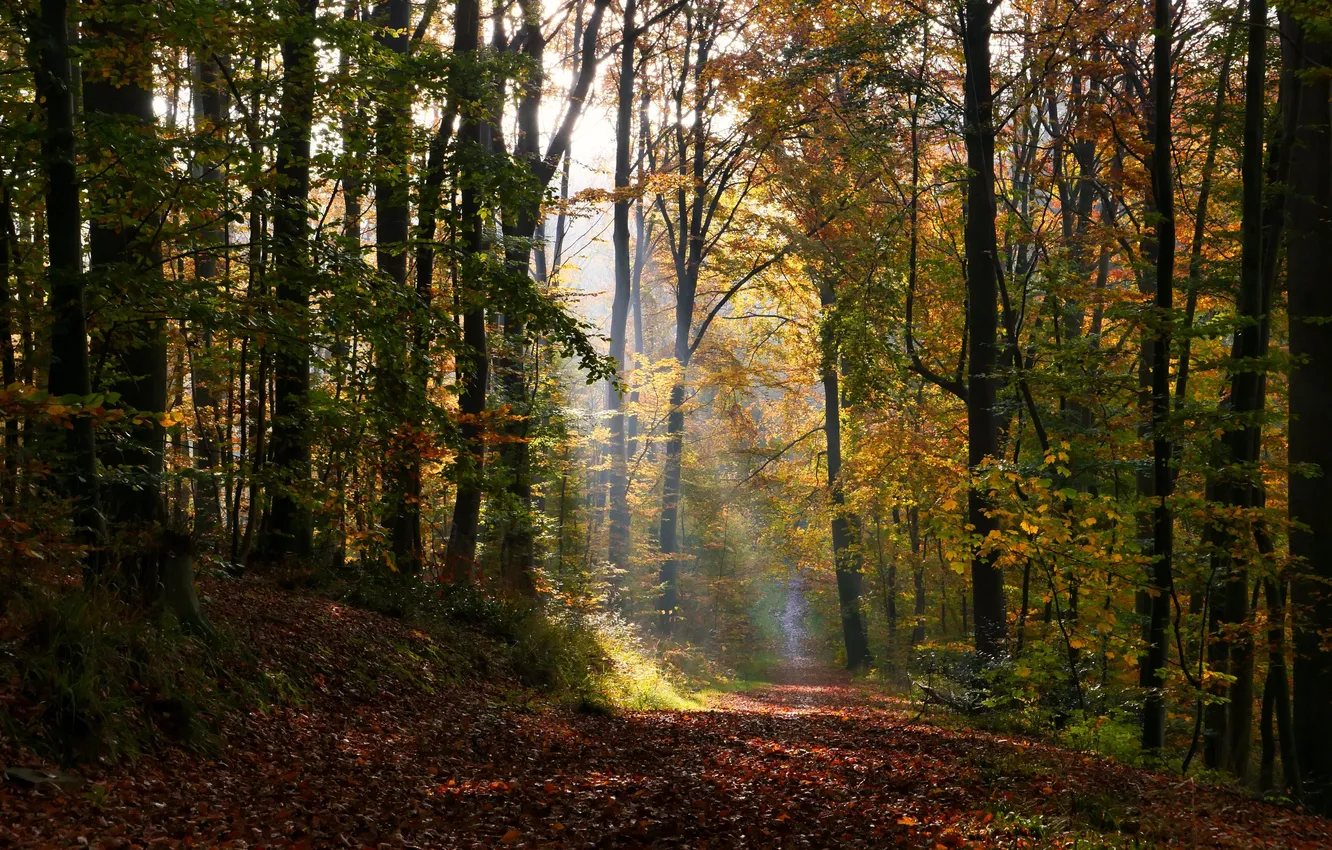 Фото обои осень, лес, деревья, forest, тропинка, trees, лучи света, autumn