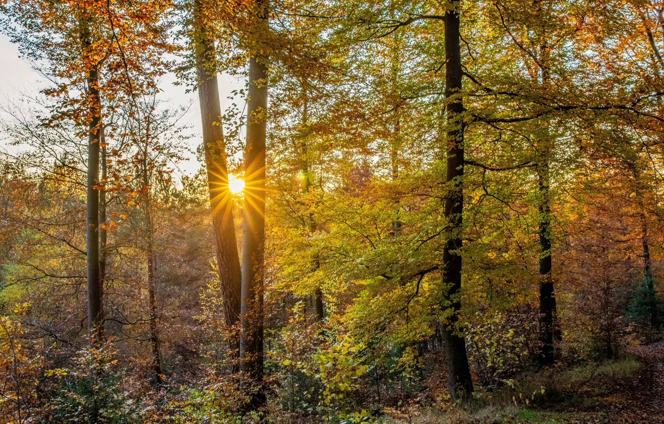 Фото обои осень, лес, деревья, Германия, Germany, Palatinate Forest, Пфальцский Лес
