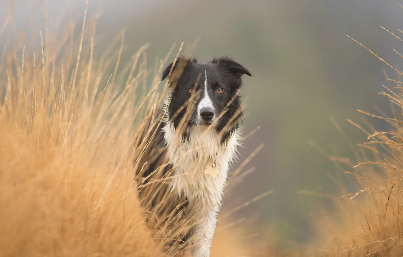 Фото обои взгляд, друг, собака