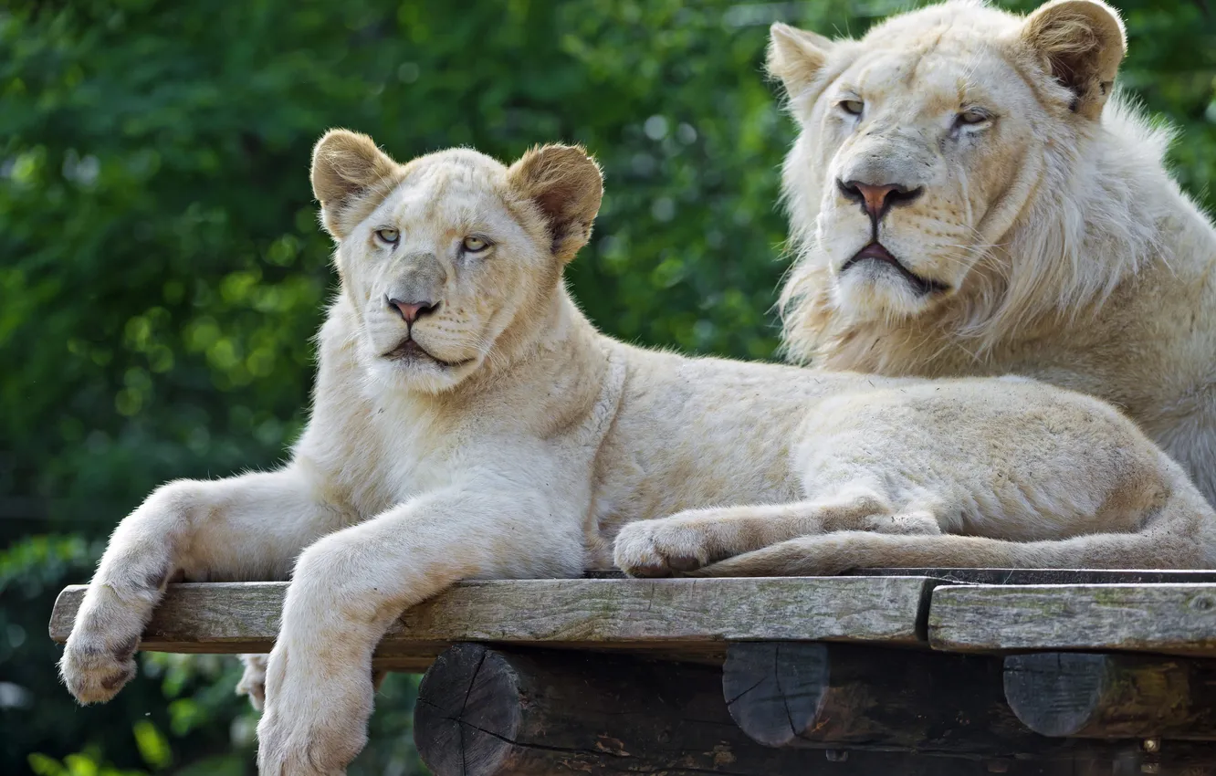 Фото обои кошки, пара, детёныш, львёнок, белый лев, ©Tambako The Jaguar