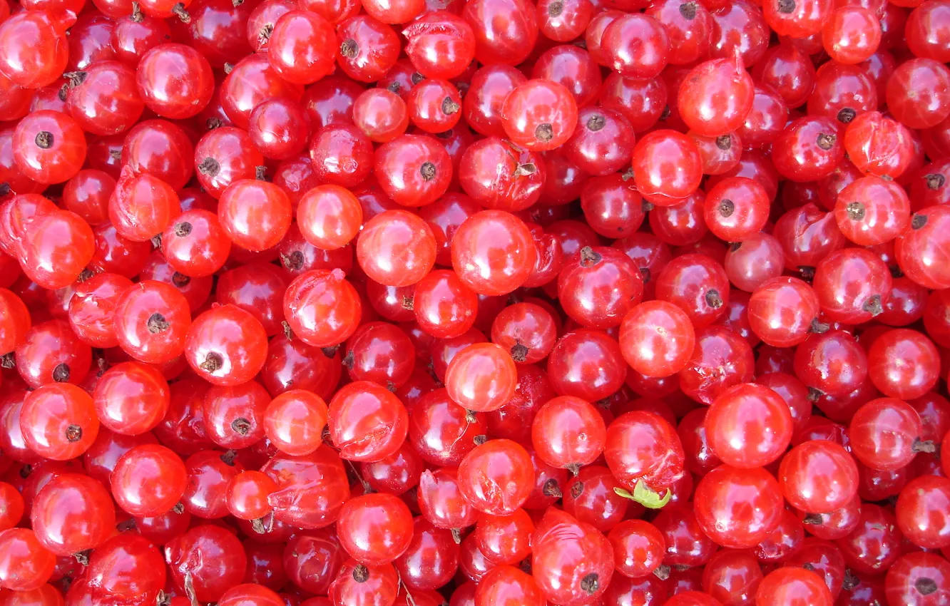 Фото обои ягоды, еда, красная смородина