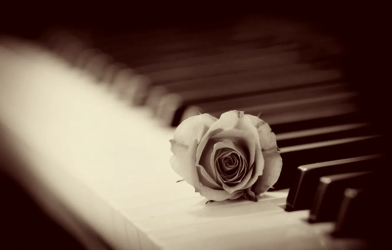 Фото обои фон, роза, пианино