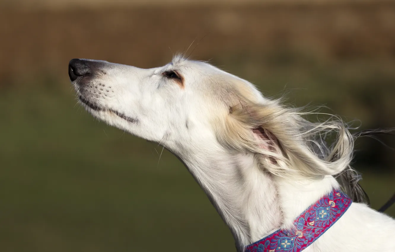 Фото обои взгляд, друг, собака