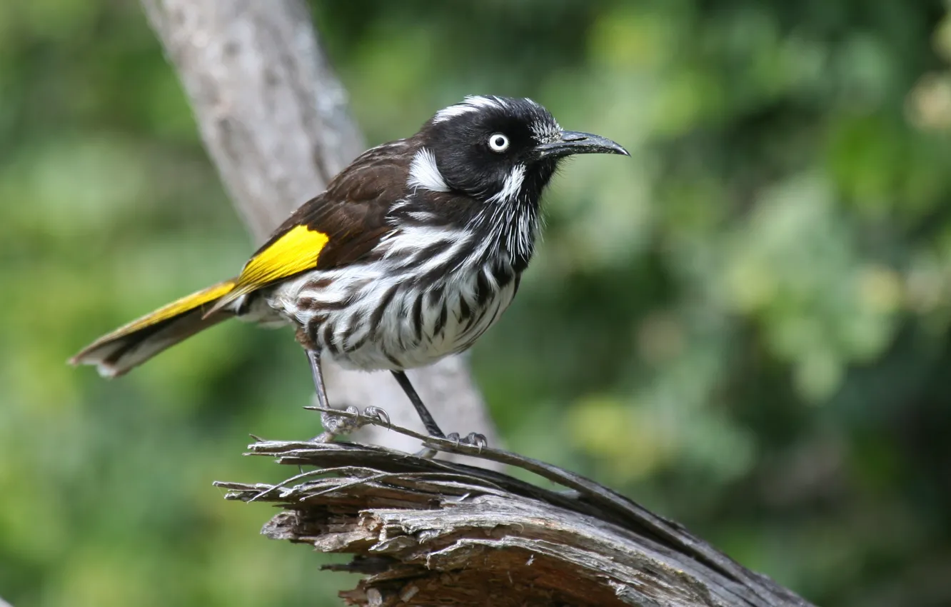 Фото обои Black, White, Yellow, Bird, Beak, Eye, Branch