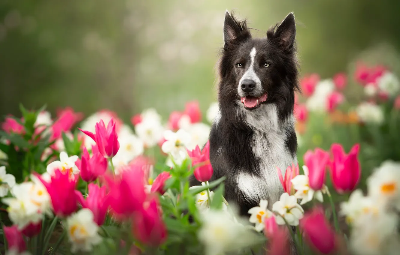 Фото обои цветы, собака, размытость, сад, тюльпаны, нарциссы, Бордер-колли