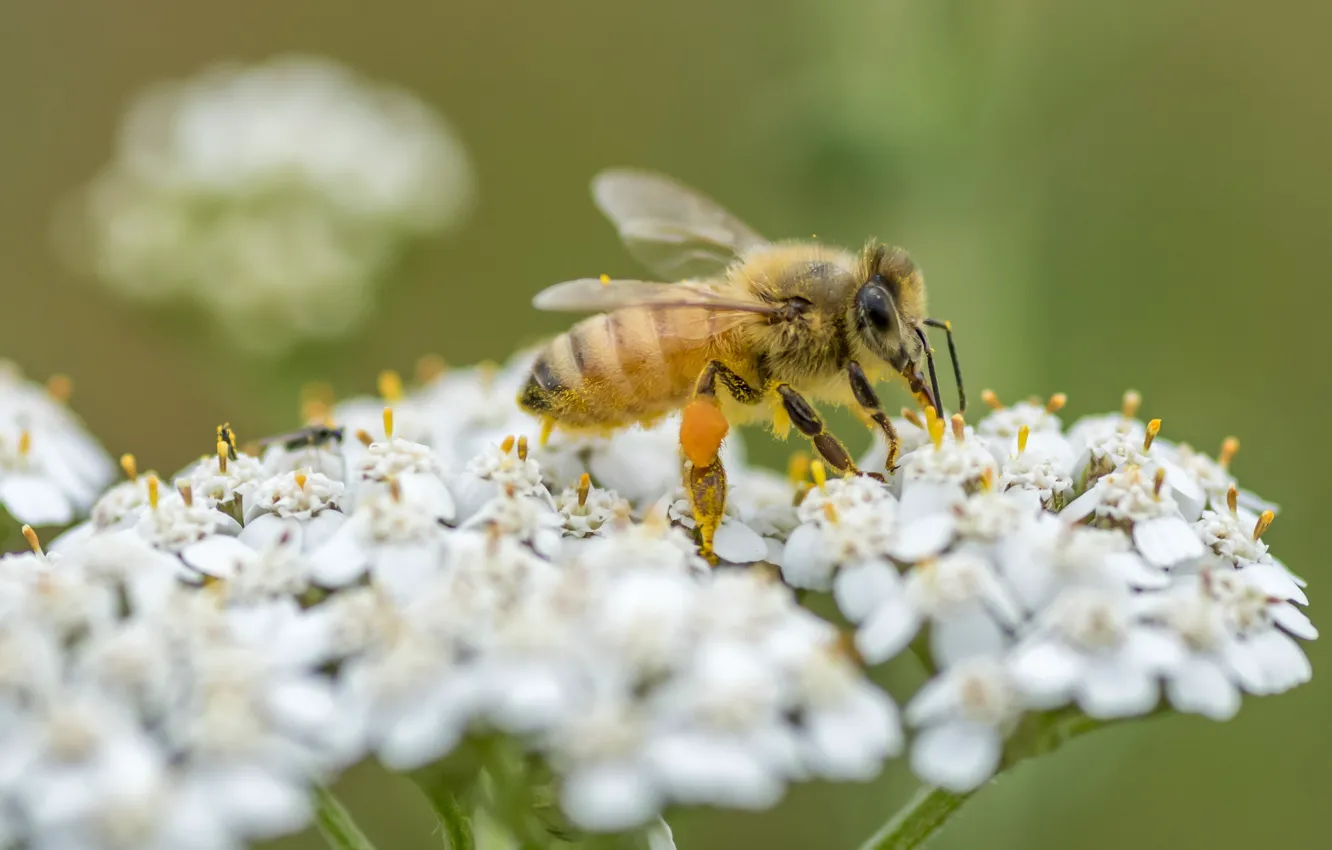 Фото обои цветы, пчела, Fleur Walton