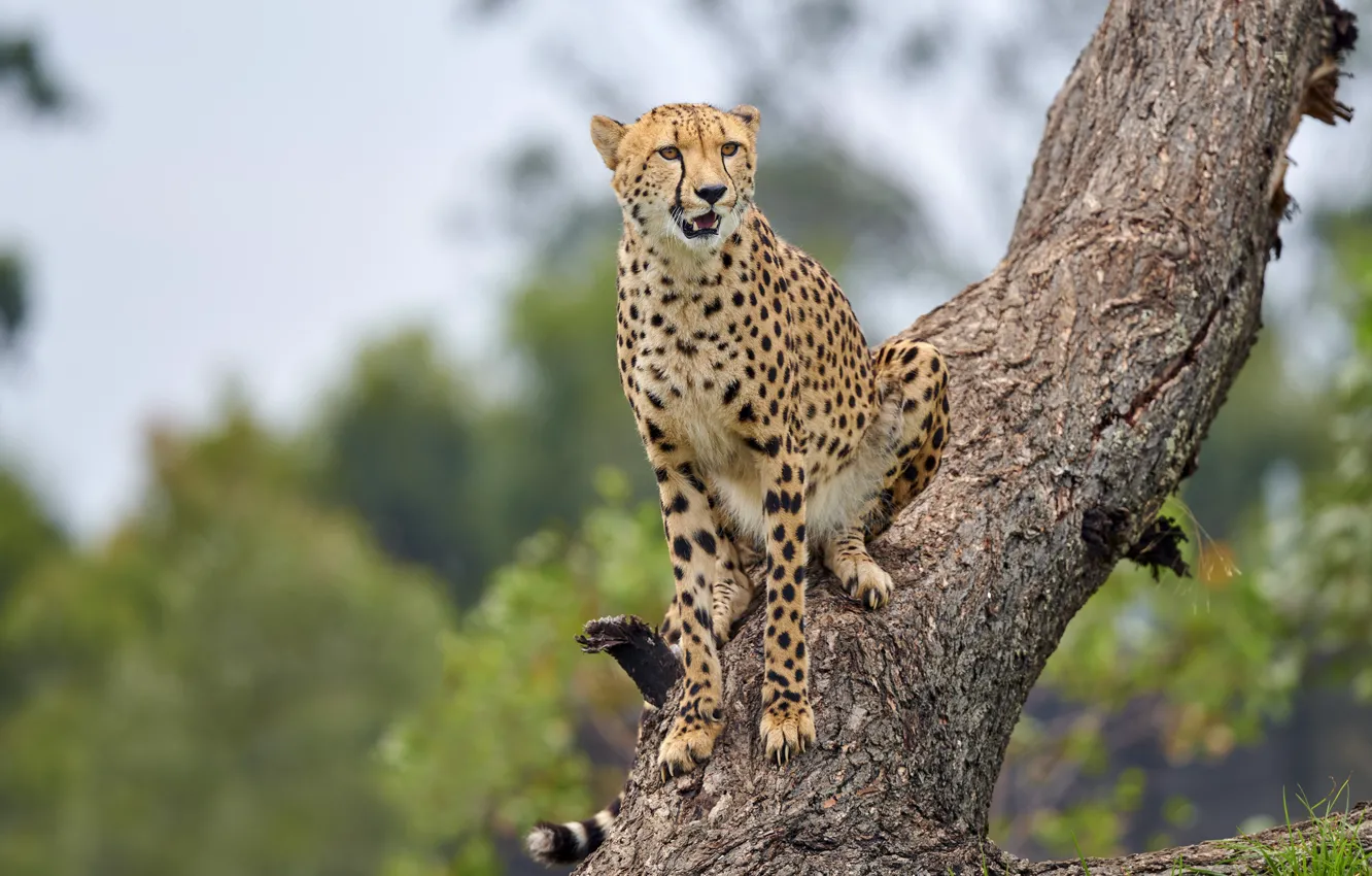 Фото обои деревья, природа, гепард