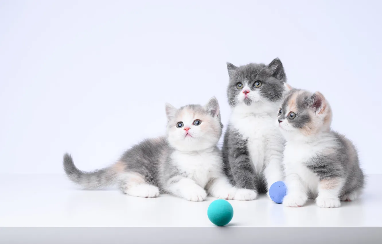 Фото обои взгляд, кошки, поза, котенок, котята, светлый фон, милые, мордашки