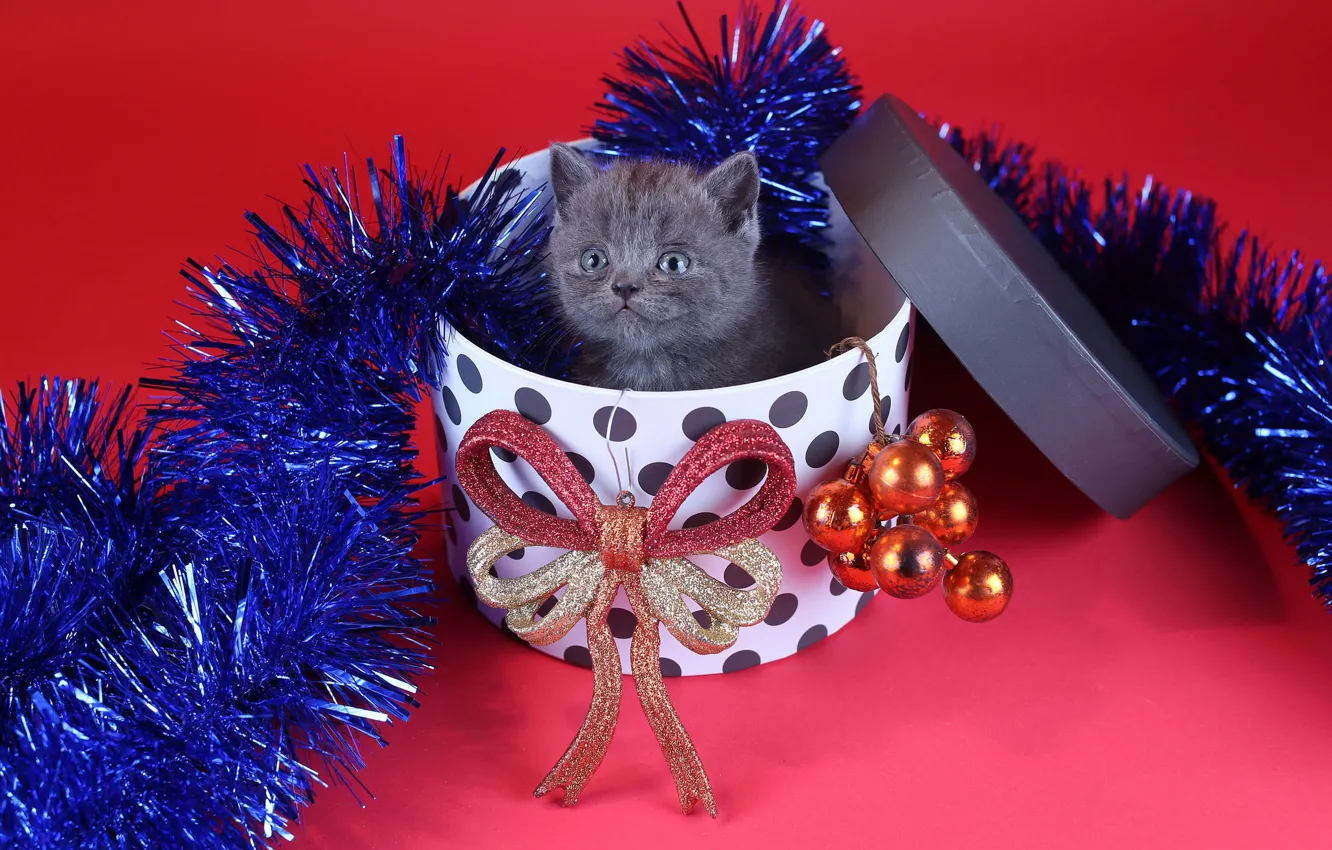 Фото обои кошка, взгляд, шарики, украшения, котенок, серый, праздник, коробка