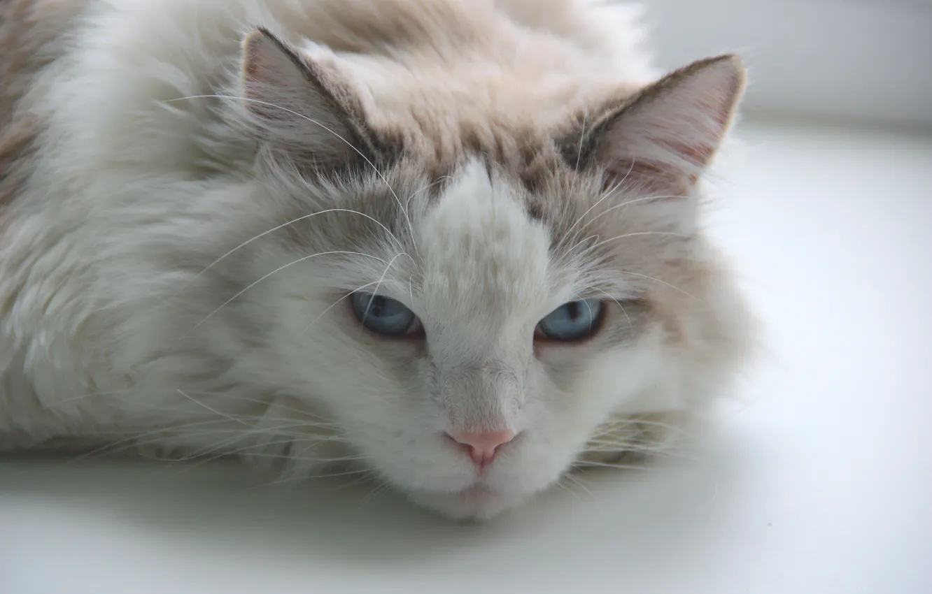 Фото обои белый, кот, усы, пушистый, голубые глаза, белый кот