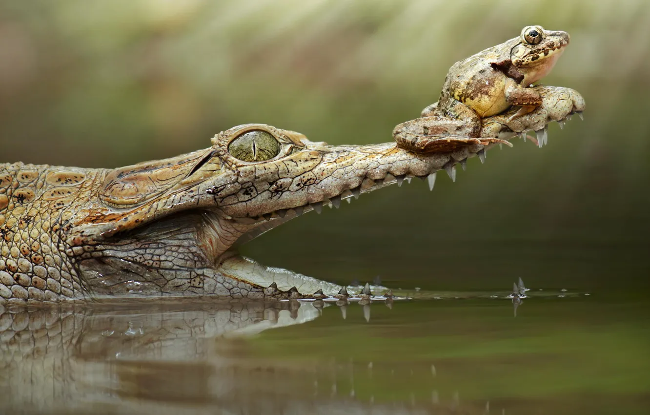 Фото обои лягушка, крокодил, пасть