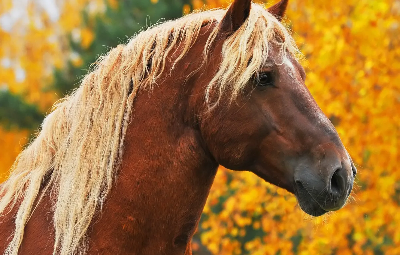 Фото обои осень, животные, морда, деревья, конь, лошадь, портрет, желтые