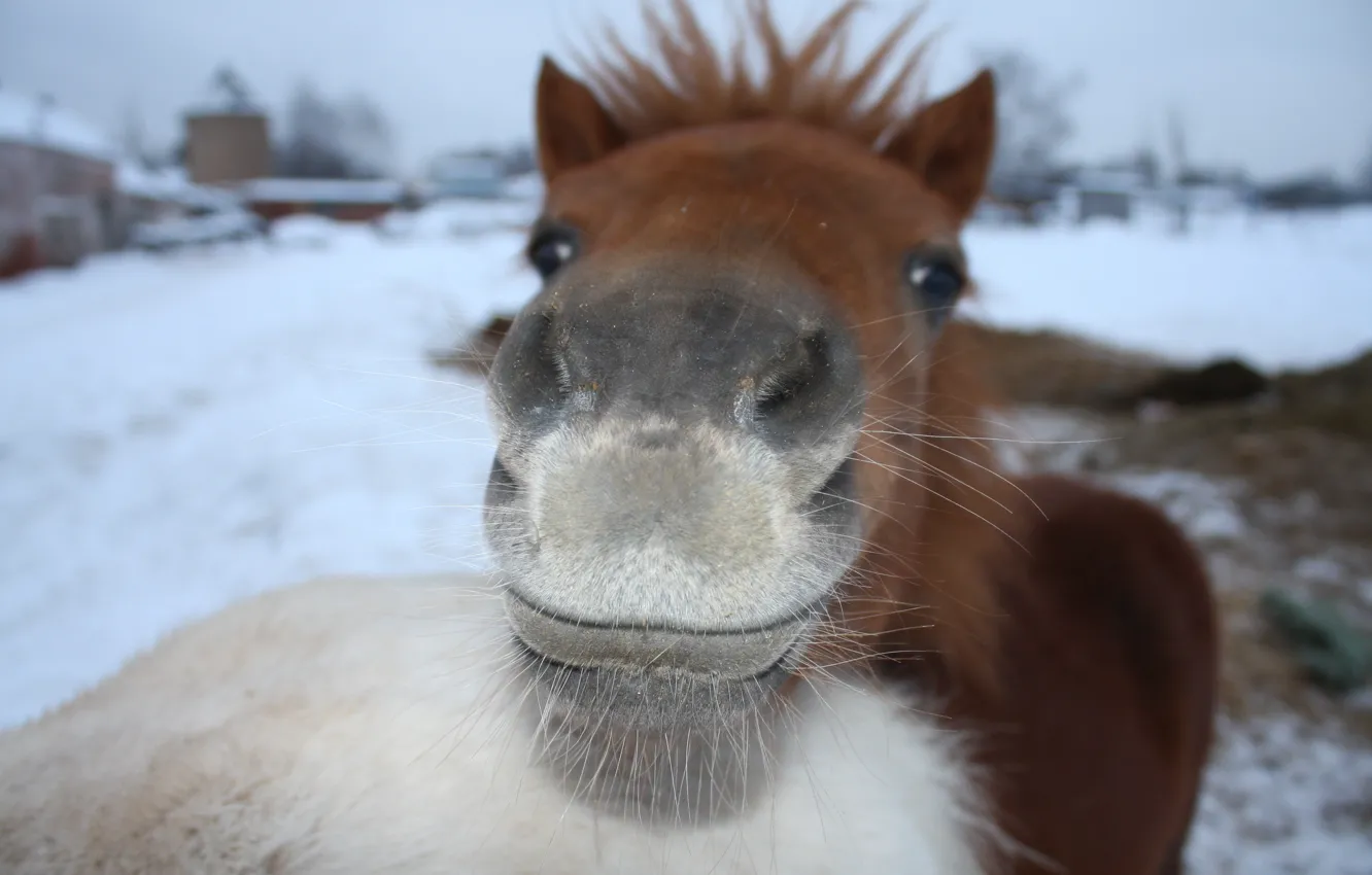 Фото обои зима, усы, серый, нос, рыжий, пони, довольный