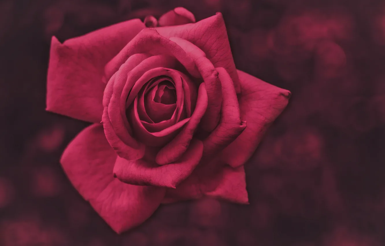 Фото обои фон, роза, лепестки, бутон