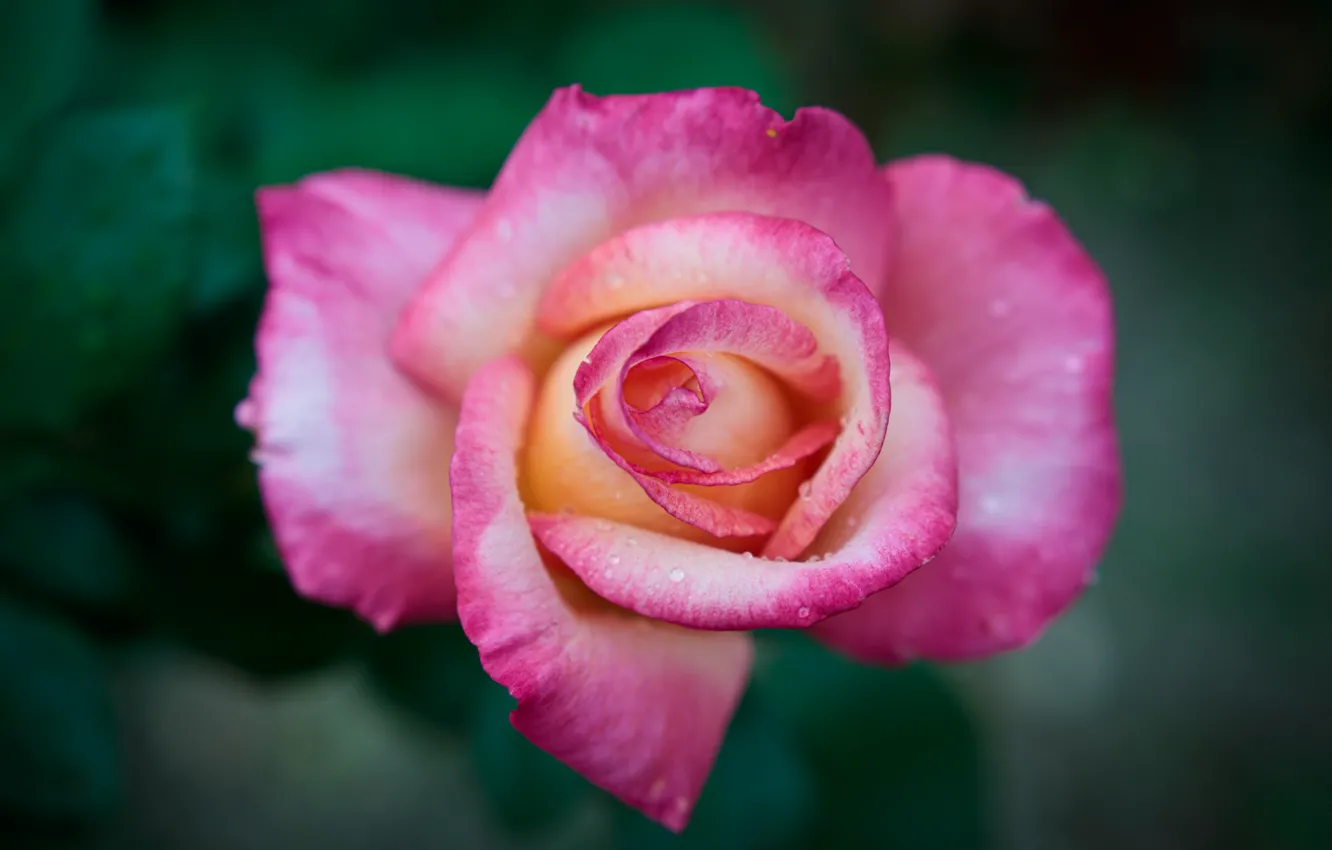Фото обои макро, фон, розовая, роза, лепестки, бутон