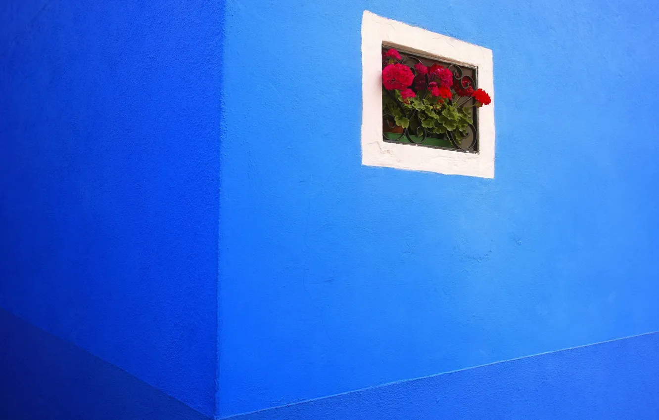 Фото обои цветы, стена, решетка, угол, синяя, герань, окошко, калачик