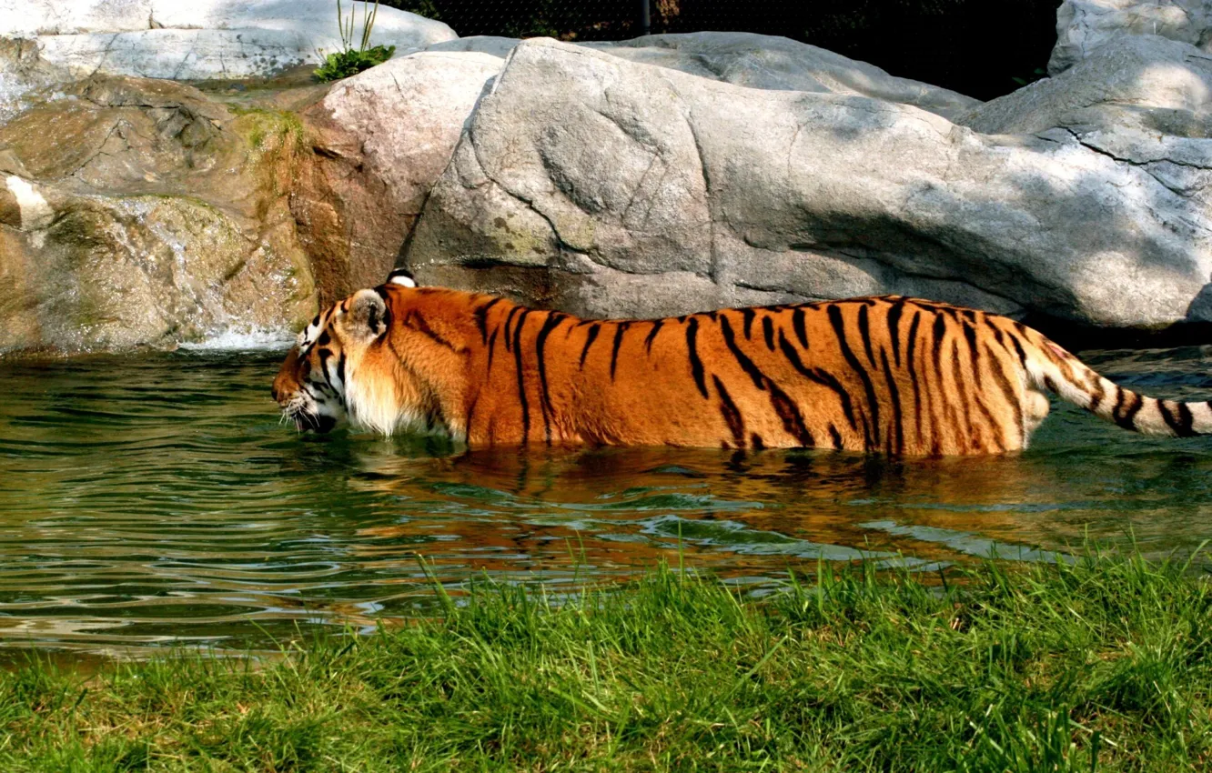 Фото обои тигр, купание, водоём