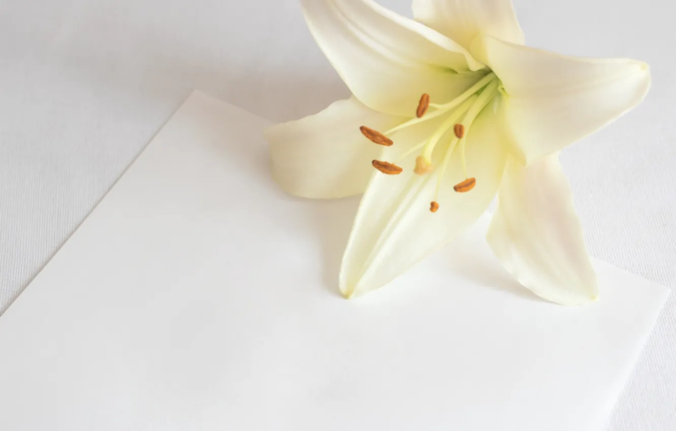 Фото обои цветок, бумага, фон, лилия