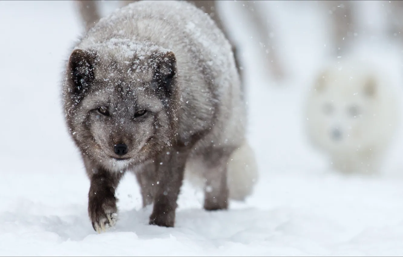 Фото обои зима, снег, двое, winter, snow, two, artic fox, песцы