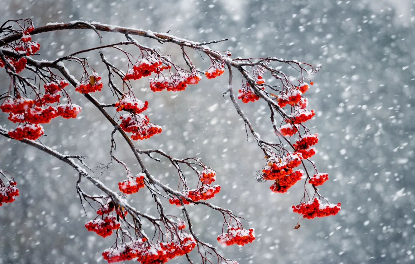 Фото обои зима, снег, ягоды, рябина