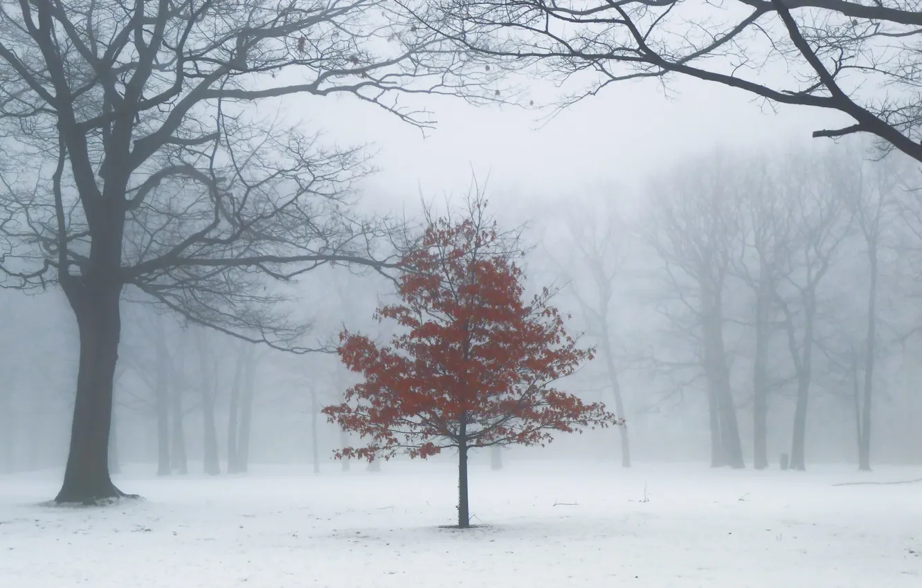 Фото обои деревья, туман, парк