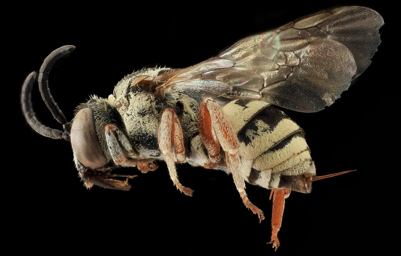 Фото обои макро, пчела, крылья, профиль, насекомое, живая природа