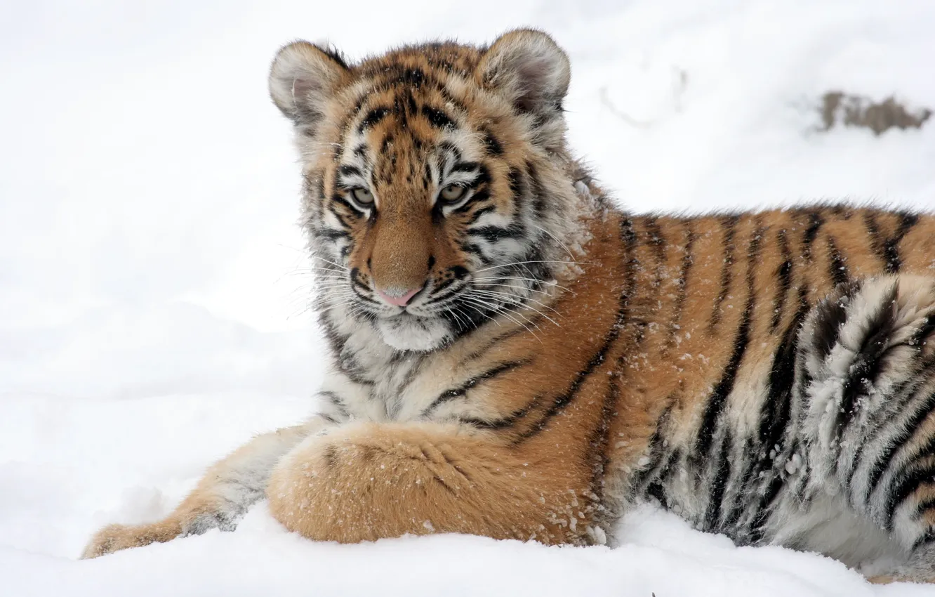 Фото обои кошка, снег, тигр, детёныш, тигрёнок, амурский